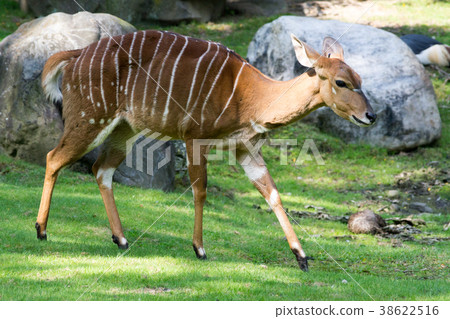Female Nyala 38622516
