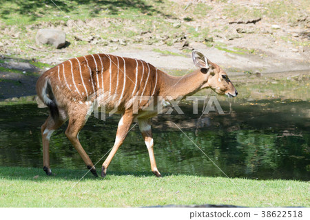 Female Nyala Female Nyala 38622518