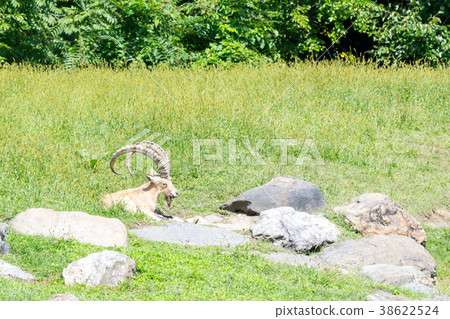 Nubian ibex relaxing on the grass 38622524
