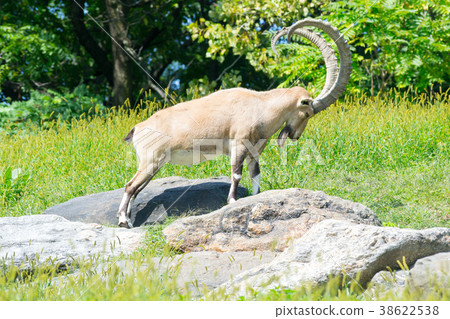 Nubian ibex in a challenging position Nubian ibex in a challenging position 38622538