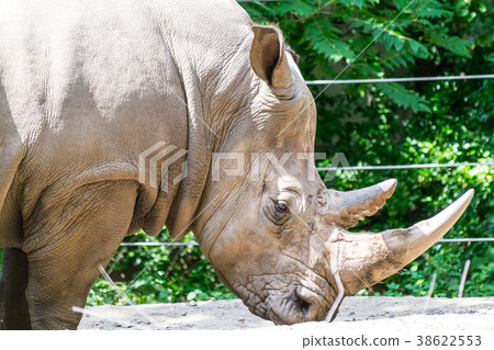 Southern white rhinoceros 38622553