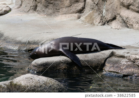 California sea lion California sea lion 38622585