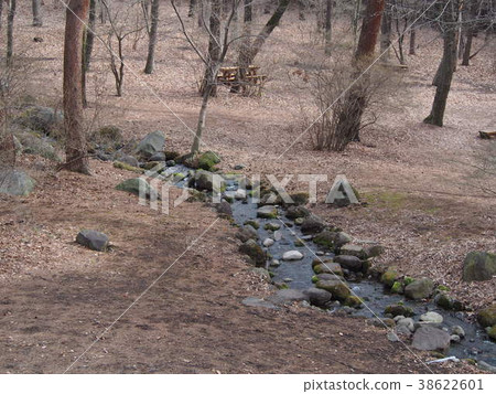 稀疏的森林。死樹森林。 /群馬縣Shibakawa市 38622601