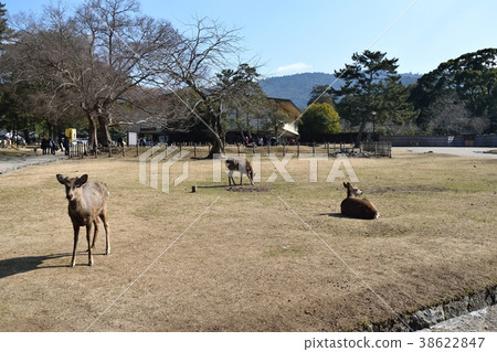 Deer in Nara Park 38622847