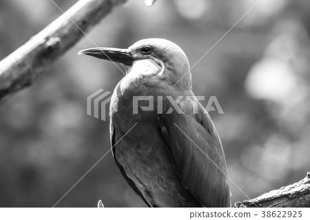 Close up of an inca tern 38622925