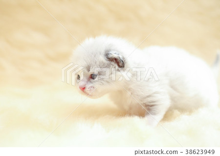 布娃娃小貓b 38623949