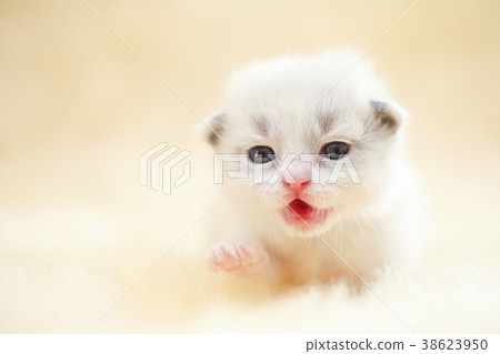 布娃娃小貓c 38623950