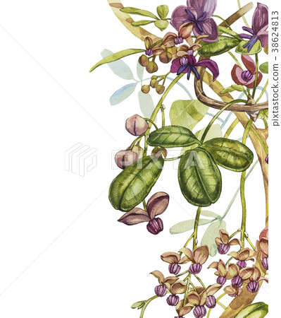 Watercolor hand drawn akebia quinata leaves and Watercolor hand drawn akebia quinata leaves and 38624813