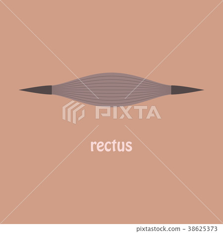 Flat Rectus - didactic board of anatomy of 38625373