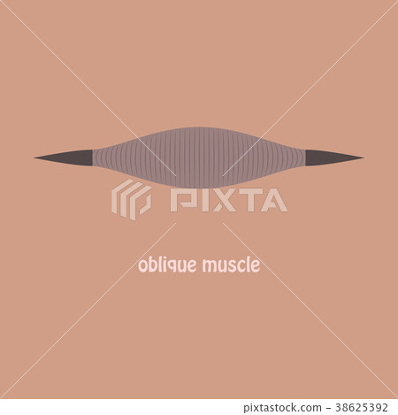 Flat External Oblique muscles of chest, thorax 38625392