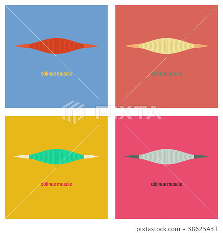 Set of Flat External Oblique muscles of chest 38625431