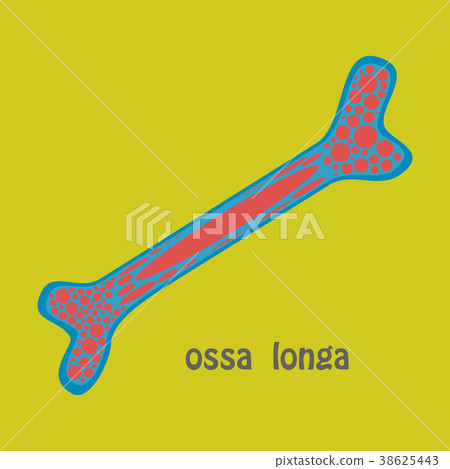 Flat anatomy of the Long Bone. Periosteum Flat anatomy of the Long Bone. Periosteum 38625443