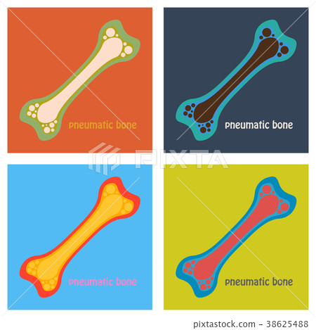 Set Of Flat Anatomy Of The Long Bone Periosteum Stock Illustration 38625488 Pixta