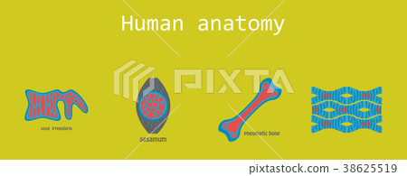 Bone structure details 38625519