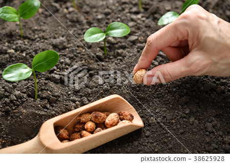 Plant and tree 38625928