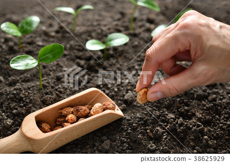 Plant and tree 38625929