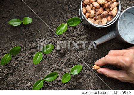 Plant and tree 38625930