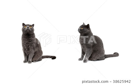 cat with yellow eyes on a white background 38625942