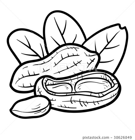 图库插图: coloring book, peanut