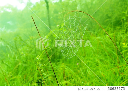 spiderweb spiderweb 38627673