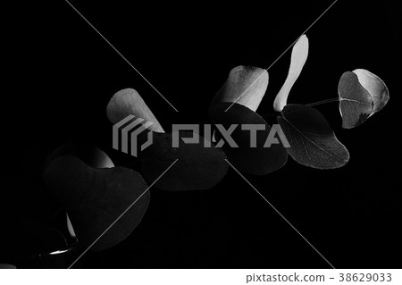 Leaves in the dark. Black and white Leaves in the dark. Black and white 38629033