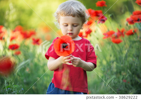 A small blond boy is holding red poppy flower A small blond boy is holding red poppy flower 38629222