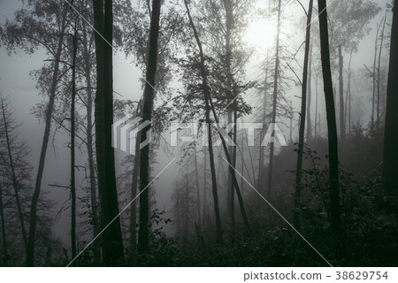 Misty forest in fog background, silhouettes of 38629754