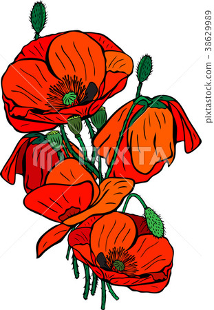 hand-drawn bouquet of blooming red poppies hand-drawn bouquet of blooming red poppies 38629989