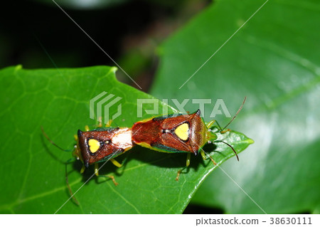 Esaki Monk Tsunonamushi (mating) 38630111