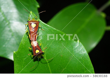 Esakimon stink bug 38630188