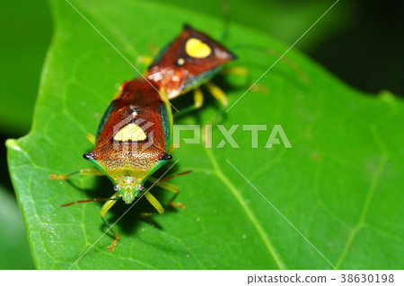 Esakimon stink bug 38630198