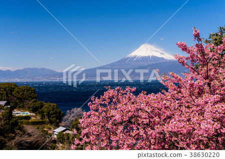 “靜岡縣”伊豆和駿河灣的富士山與盛開的河津 38630220