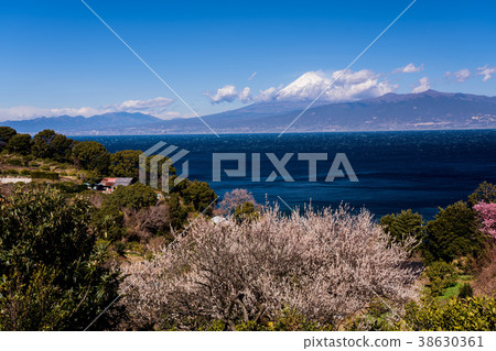“靜岡縣”白梅花伊豆,富士山在駿河灣 “靜岡縣”白梅花伊豆,富士山在駿河灣 38630361