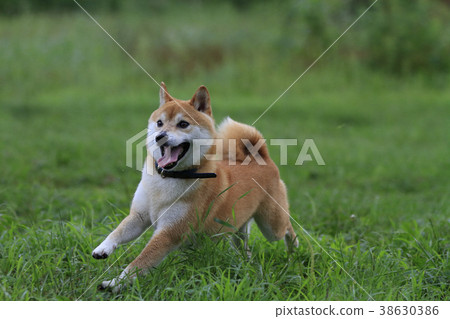 Running Shiba Inu 38630386
