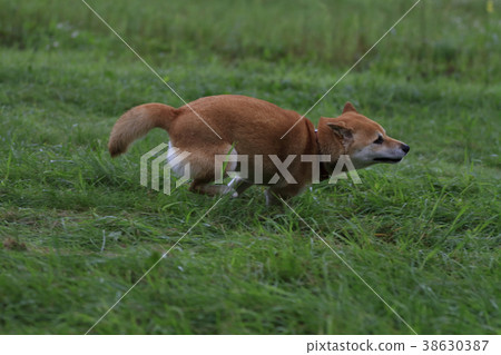 Running Shiba Inu Running Shiba Inu 38630387