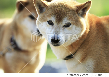 Shiba Inu in the Field Shiba Inu in the Field 38630408
