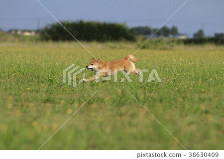 Running Shiba Inu Running Shiba Inu 38630409