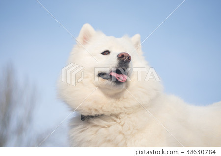fluffy northern polar dog. muzzle of the samoyed fluffy northern polar dog. muzzle of the samoyed 38630784