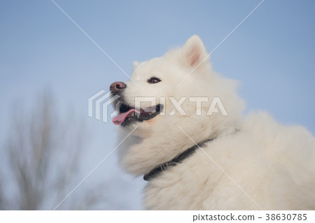 fluffy northern polar dog. muzzle of the samoyed 38630785