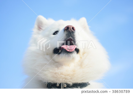 fluffy northern polar dog. muzzle of the samoyed fluffy northern polar dog. muzzle of the samoyed 38630789