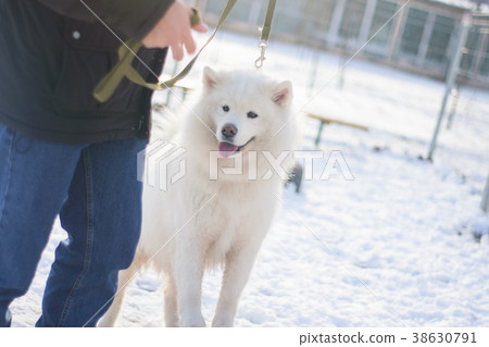 Samoyed on the training with the owner. Samoyed on the training with the owner. 38630791