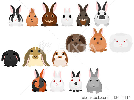 Rabbit Type Material 38631115