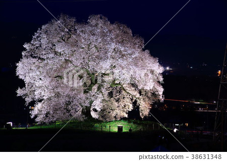 Cherry blossoms at Mizuka Cherry blossoms at Mizuka 38631348