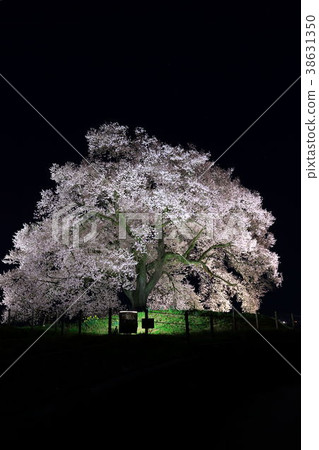 Cherry blossoms at Mizuka Cherry blossoms at Mizuka 38631350
