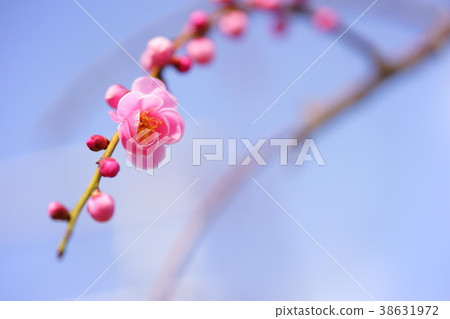 春天的感覺4（左上） 38631972