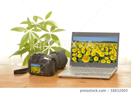 Sunflower pictures, camera and PC 38632005