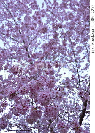 臺灣,桃園市,復興區,拉拉山風景區,拉拉山,恩愛農場,櫻花,花,花瓣,開花 38632255