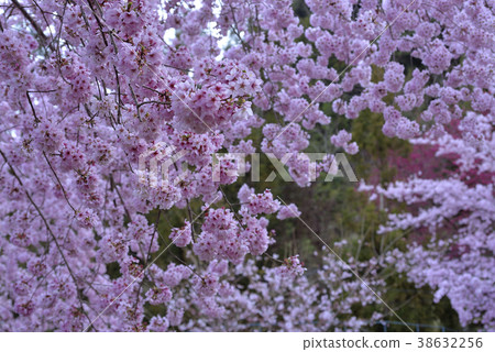 臺灣,桃園市,復興區,拉拉山風景區,拉拉山,恩愛農場,櫻花,花,花瓣,開花 臺灣,桃園市,復興區,拉拉山風景區,拉拉山,恩愛農場,櫻花,花,花瓣,開花 38632256