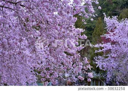 臺灣,桃園市,復興區,拉拉山風景區,拉拉山,恩愛農場,櫻花,花,花瓣,開花 38632258