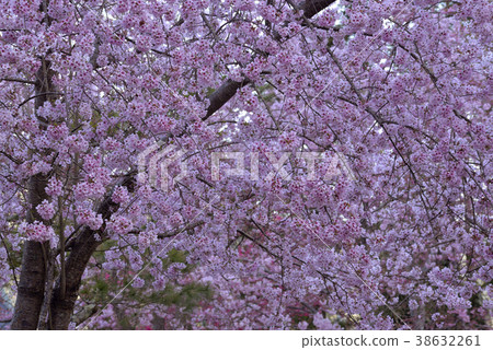 Taiwan, Taoyuan City, Fuxing District, Lala Mountain Scenic Area, Lala Mountain, Grace Farm, Cherry Blossom, Flower, Petal, Blossom 38632261